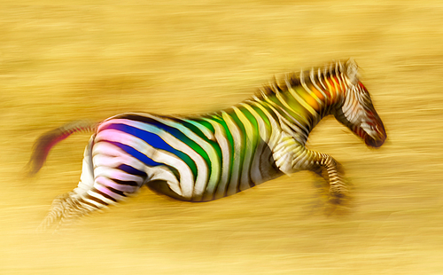 Running, multicolored zebra