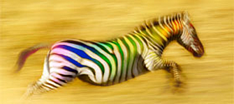Zebra with colored stripes